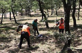 Havza’da orman yangınına karşı tedbir