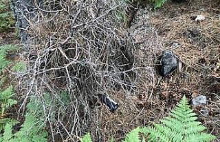 Hayatını ormanlara adadı