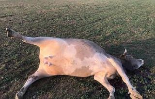 Haybulans, 180 hayvanı telef olmaktan kurtardı!