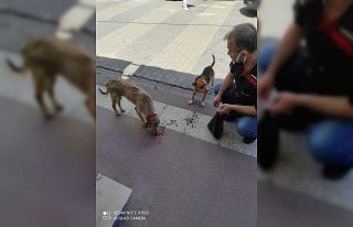 Hayvan barınağı gibi gazete bayii