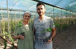 Hayvan yemi ektikleri tarlayı tropikal meyve üretim...