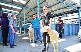 Hayvan yetiştiricilerine damızlık koç dağıtıldı