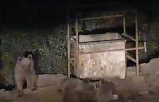 Hayvanlar bu mezbahaneyi mesken tuttu