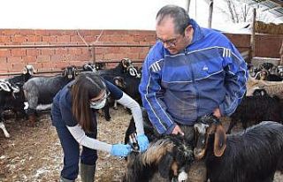 Hayvanlara aşılama devam ediyor