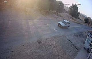 Hayvanları araçların altında kalan mahalleli yola...