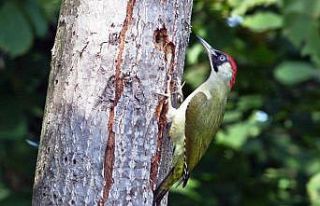 Hersek Lagününde yeşil ağaçkakan ile kuş tür...