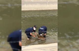 HES kanalına düşen karacayı, jandarma ekipleri...