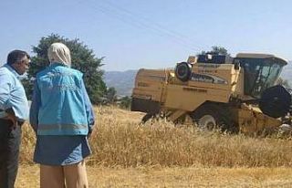 Hisarcık’ta biçerdöver ile hasat kontrolleri