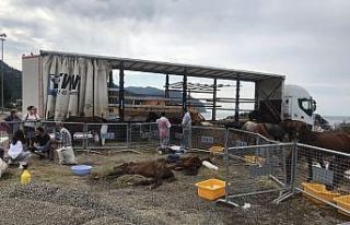 Hopa’da bir tır dorsesinde ölüme terk edilen...