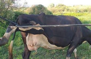 İneğin başına gelen talihsiz kaza herkesi şaşırttı