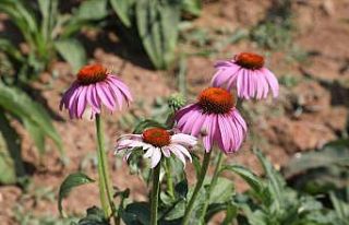 İnegöl’de ekinezya hasadı başlıyor