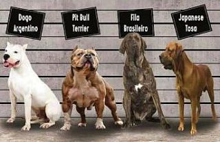 Irk köpek besleyenlere kısırlaştırma ve kayıt...
