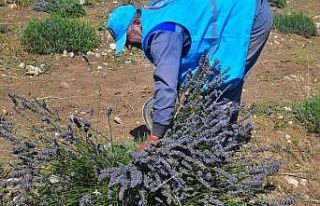 Isparta’da Lavanta hasadı başladı