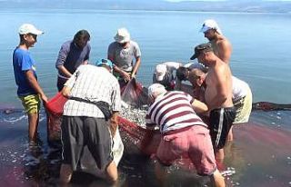 İznik gölünde gümüş balığı popülasyonu balıkçıları...