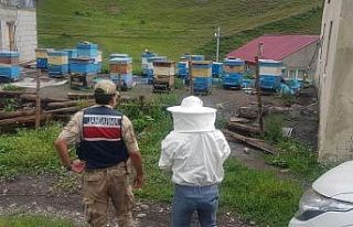 İzoleli coğrafi bölgeye arı ırkı sokan şahsa...