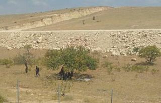 Jandarma, 150 kilo Antep fıstığı çalan hırsızları...