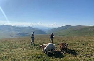 Jandarma çalınan hayvanları sahibine teslim etti