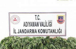 Jandarma kenevir bitkisi ele geçirdi