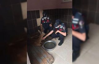 Jandarma yaralı karacayı devriye arabasıyla barınağa...