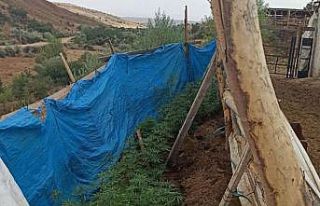 Jandarmanın dikkatinden kaçmadı: Brandayla çevrili...