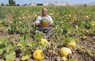 Kabak hasadına günler kala Tomarza Kabağı’na...