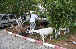 Kadıköy, yangından etkilenen tüm canlılar için...