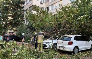 Kadıköy’de mahalleli uykudayken kestane ağacı...