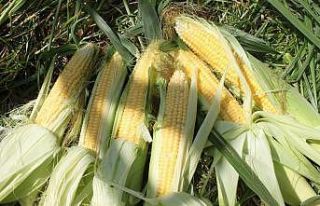 Kadın çiftçiler tarımsal yeniliklerle buluşuyor