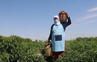 Kadınlar deprem ve Covid-19 stresini hasat yaparak...