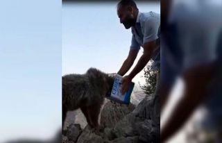 Kafası teneke kutuya sıkışan ayı kurtarıldı