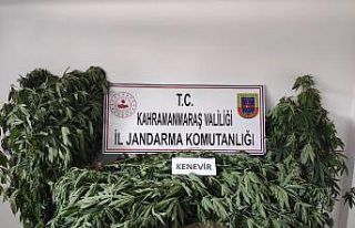 Kahramanmaraş’ta 122 kök kenevir bitkisi ele geçirildi