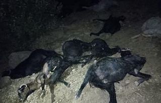 Kahramanmaraş’ta yıldırım düşmesi sonucu 45...