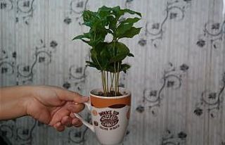 Kahve severlerin favorisi bu bitki