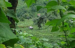 Kamyonet çay bahçesine yuvarlandı, 150 metre yuvarlanan...