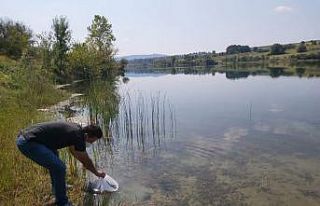 Kandıra’daki göletlere 64 bin yavru sazan bırakıldı