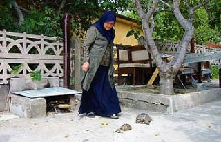 Kaplumbağa terbiyecisi Zekiye teyze