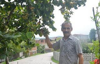 Karadeniz’de düdük fındık için çaldı