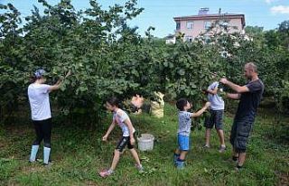 Karadeniz’de fındık hasadı başladı