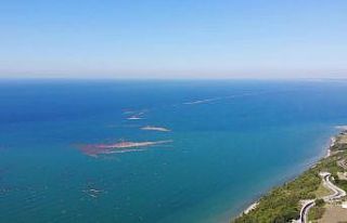 Karadeniz’de tomruk adacıkları oluştu