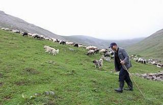 Karadeniz’in son sürü sahipleri