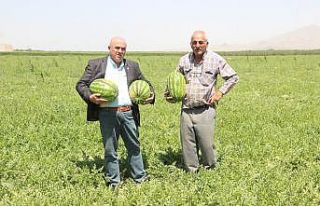 Karaman’ın karpuzu İstanbul’da sofralarda