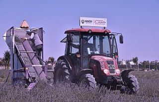 Karatay Lavanta Bahçesinde hasat başladı
