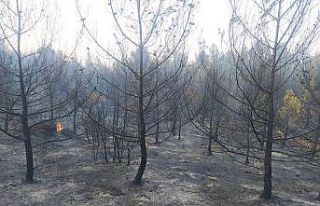 Karpuzlu’daki yangın kontrol altına alındı