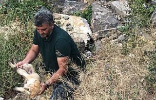 Kars Çayı’nda mahsur kalan yavru köpeği gazeteciler...