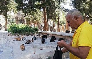 Kasaptan aldığı ciğerle 50 yıldır her gün sokak...