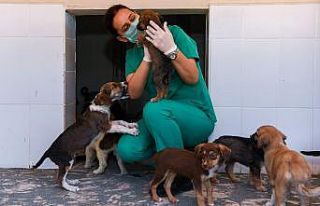 Kaşlı Geçici Hayvan Bakımevi, 1 Eylül’e kadar...