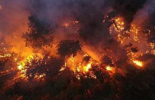 Kavaklıdere ormanları alevlere teslim oldu