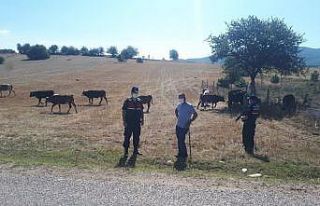 Kaybolan 14 adet büyükbaş hayvan drone ile bulundu