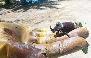 Kayısı bahçesinde dünyanın en güçlü böceğini...