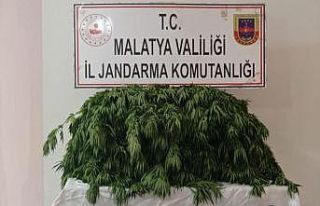 Kayısı bahçesine hint keneviri eken şahıs yakalandı